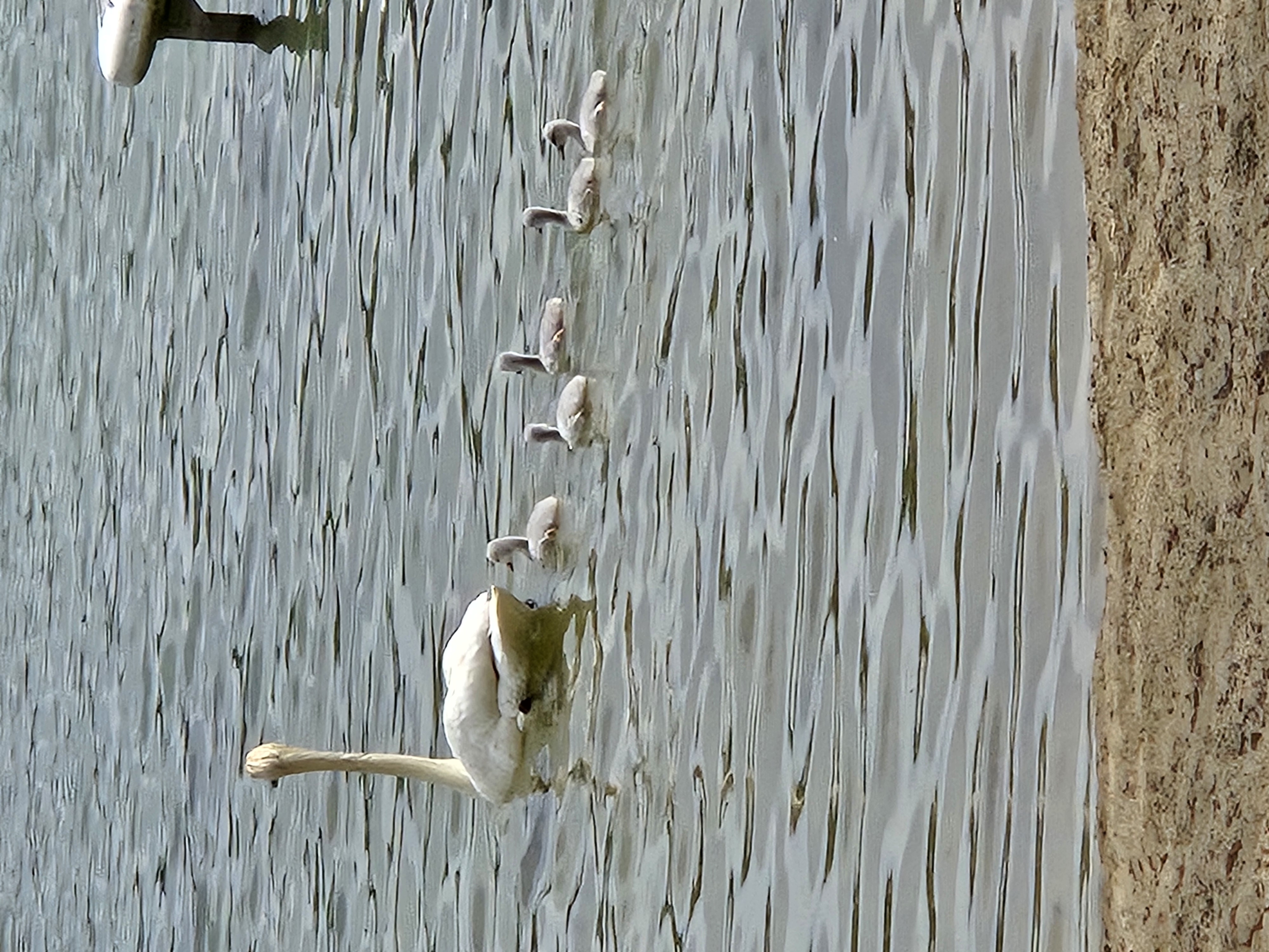 Swans
